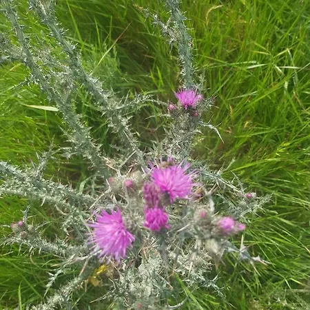 Cantinho Da Du * Lamego