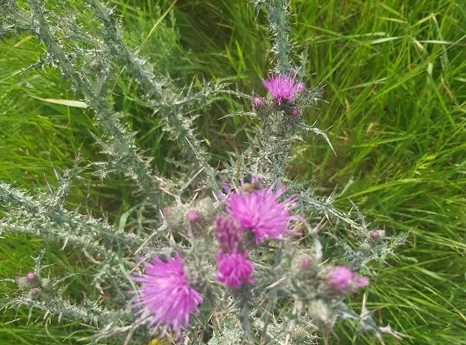 Cantinho Da Du * Ламегу